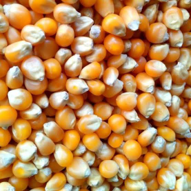 Jagung Pipil