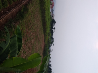 singkong putih