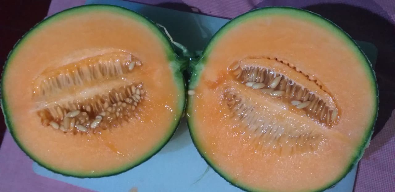 melon hydroponik