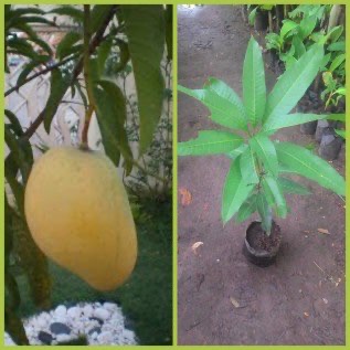 bibit mangga chokanan kualitas super siap tanam hasil melimpah menguntungkan