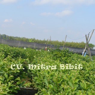 Bibit Jambu Kristal Asli Unggul Berlabel dan Bersertifikat Lokasi Purworejo