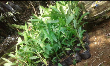 jual bibit Kunyit Grade A