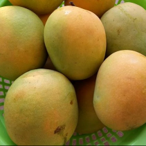 Mangga Gedong Gincu