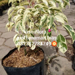 jual pohon beringin putih 