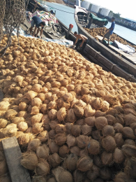 Jual Kelapa Kupas dari Palembang