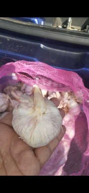 bawang putih