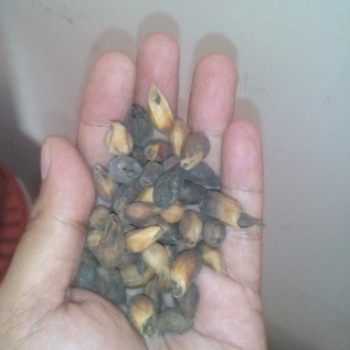 Benih Gmelina (Gmelina arborea)