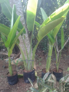jual bibit pohon pisang kipas