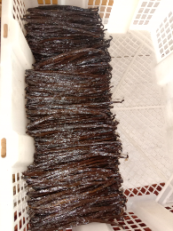 vanilla planifolia