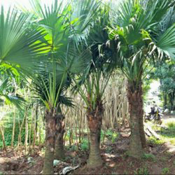 jual pohon palem sinensis 