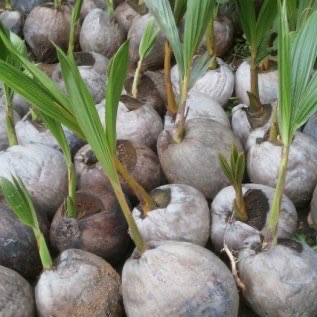 bibit kelapa genjah entog siap tanam kualitas inggul