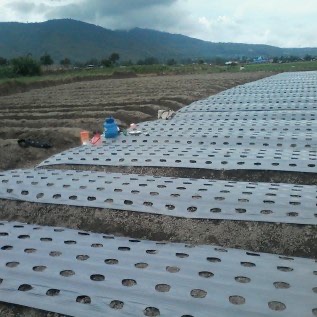 Plastik Mulsa hitam perak merk MONTANA ORIGINAL 