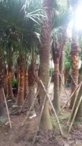 jual pohon palem sadeng 