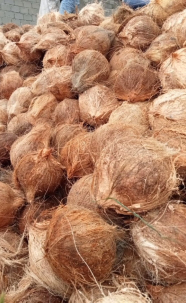 JUAL KELAPA KUALITAS TINGGI