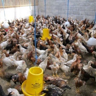 Jual Doc Ayam Kampung