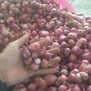 BAWANG MERAH