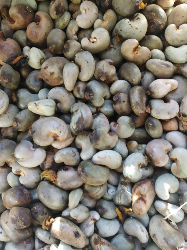kacang mete gelondongan