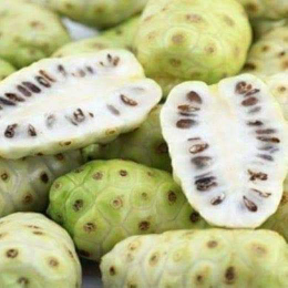 buah mengkudu segar