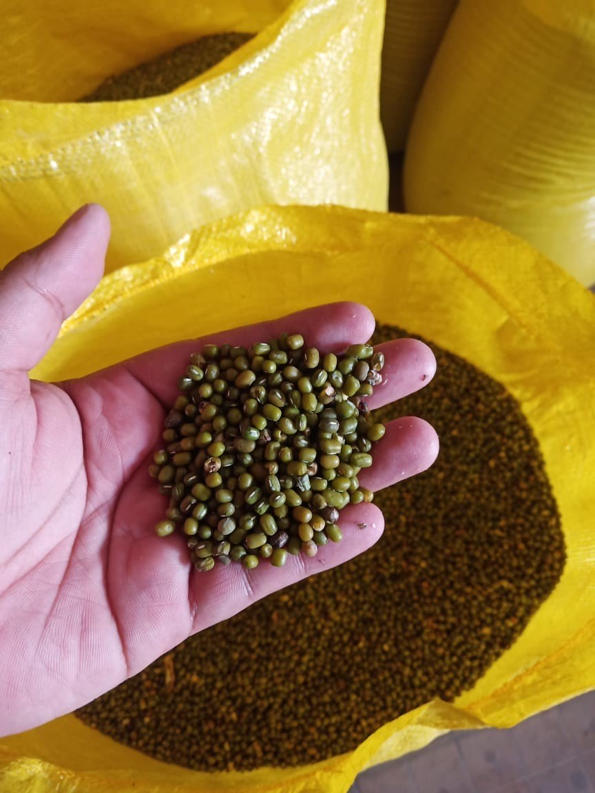 Kacang Hijau Lokal