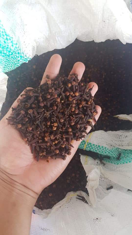 cengkeh kering kwalitas no 1