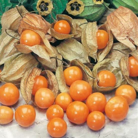 jual buah ciplukan kalimantan