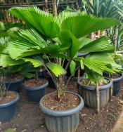 jual pohon kayu putih dll.