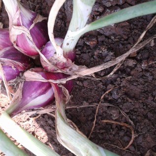 menjual bawang merah kualitas super ( tidak mengecewakan )
