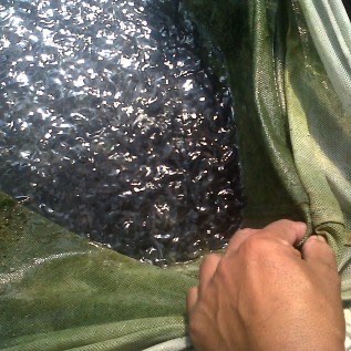 Jual benih patin siam murah