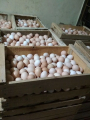 Telur Ayam Breeding
