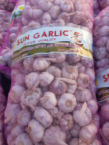 Bawang Putih Sinco dan Kating