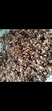 menjual hasil bumi ( Kencur )