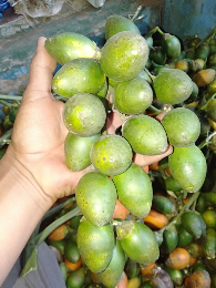 pinang belah