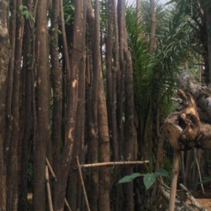 jua pohon pule. pohon pulay