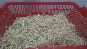 tauge hidroponik berkualitas untuk hotel, restaurant, cafe