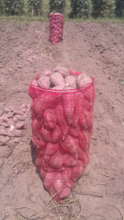 ketela lokal