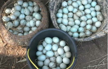 telur bebek
