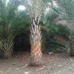 jual pohon palem kenari.dll