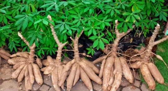 singkong,  segala jenis fresh