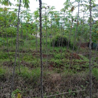 Dijual Lahan Cibungbulang