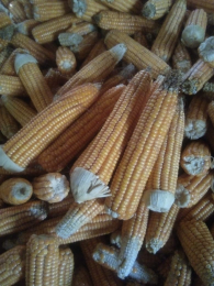 JAGUNG PIPIL KERING 15-17%
