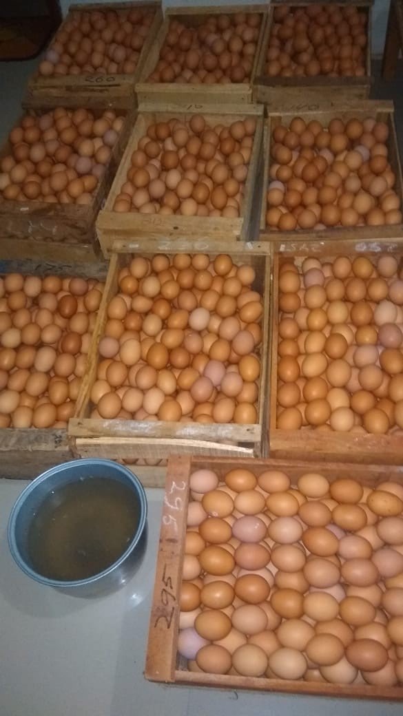 Telur Ayam Segar
