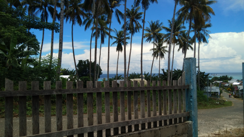 kayu kelapa tua