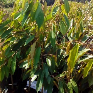 Bibit Durian Pelangi Uk 40cm Siap Tanam | Bibit Durian Cepat Berbuah