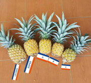 nanas madu belik pemalang