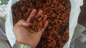 biji coklat kakao