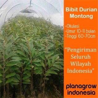 Bibit Durian Montong