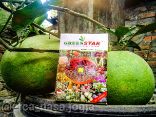 green star isi 3 sachet
