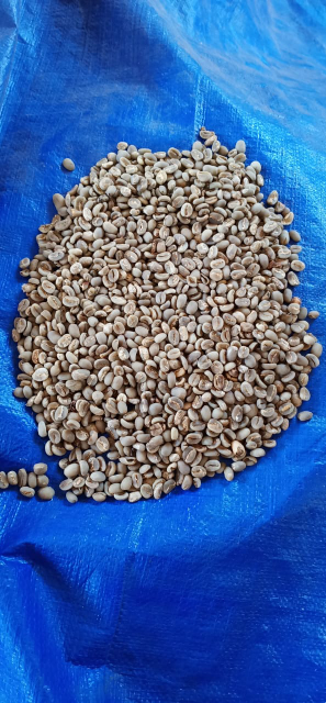 Biji Kopi Arabica Toraja