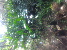 bibit jeruk lemon