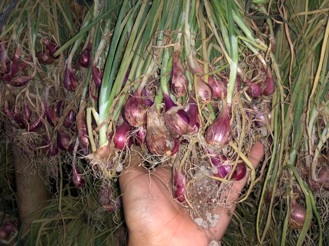 Di Jual BM Bima Brebes